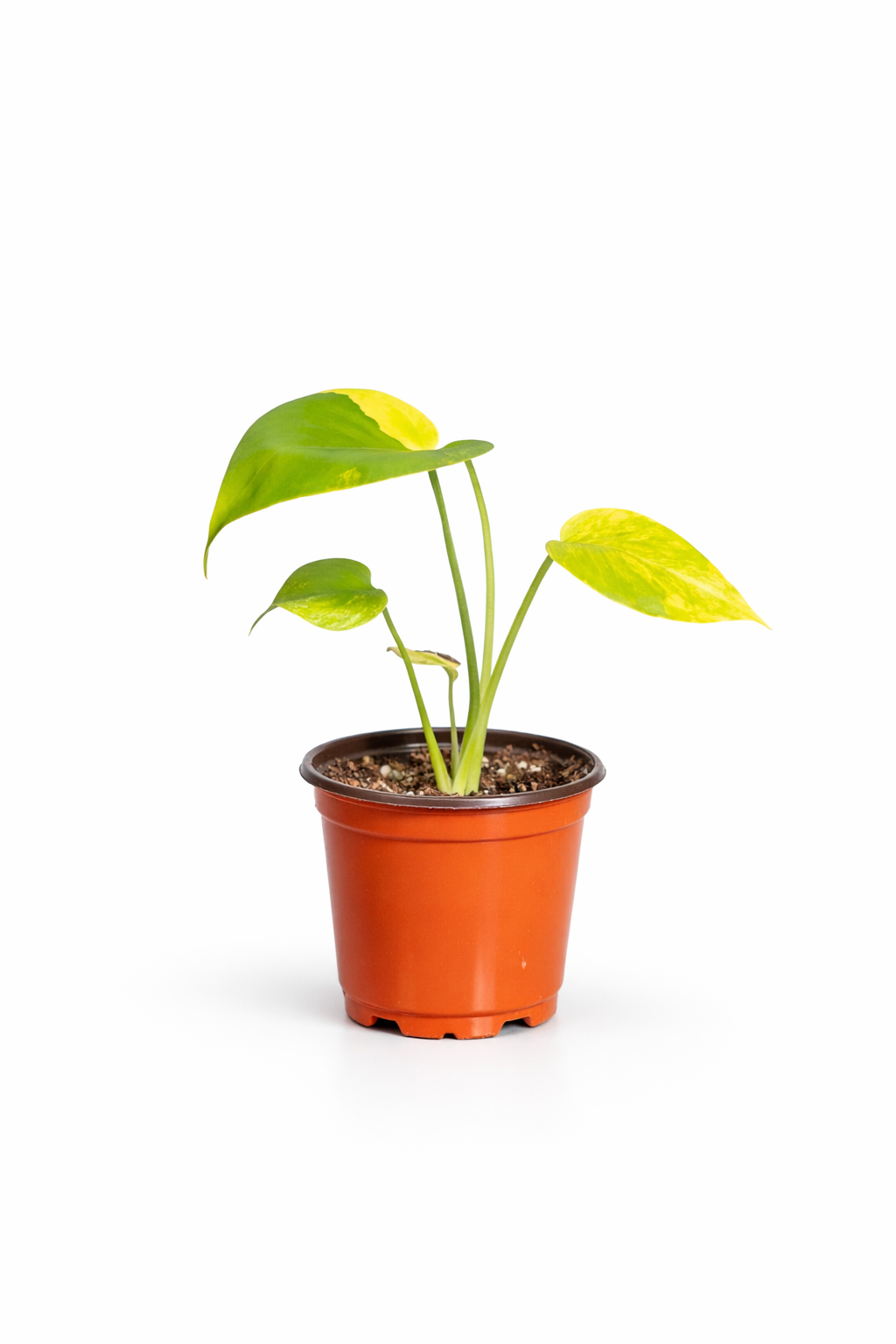 Monstera Aurea