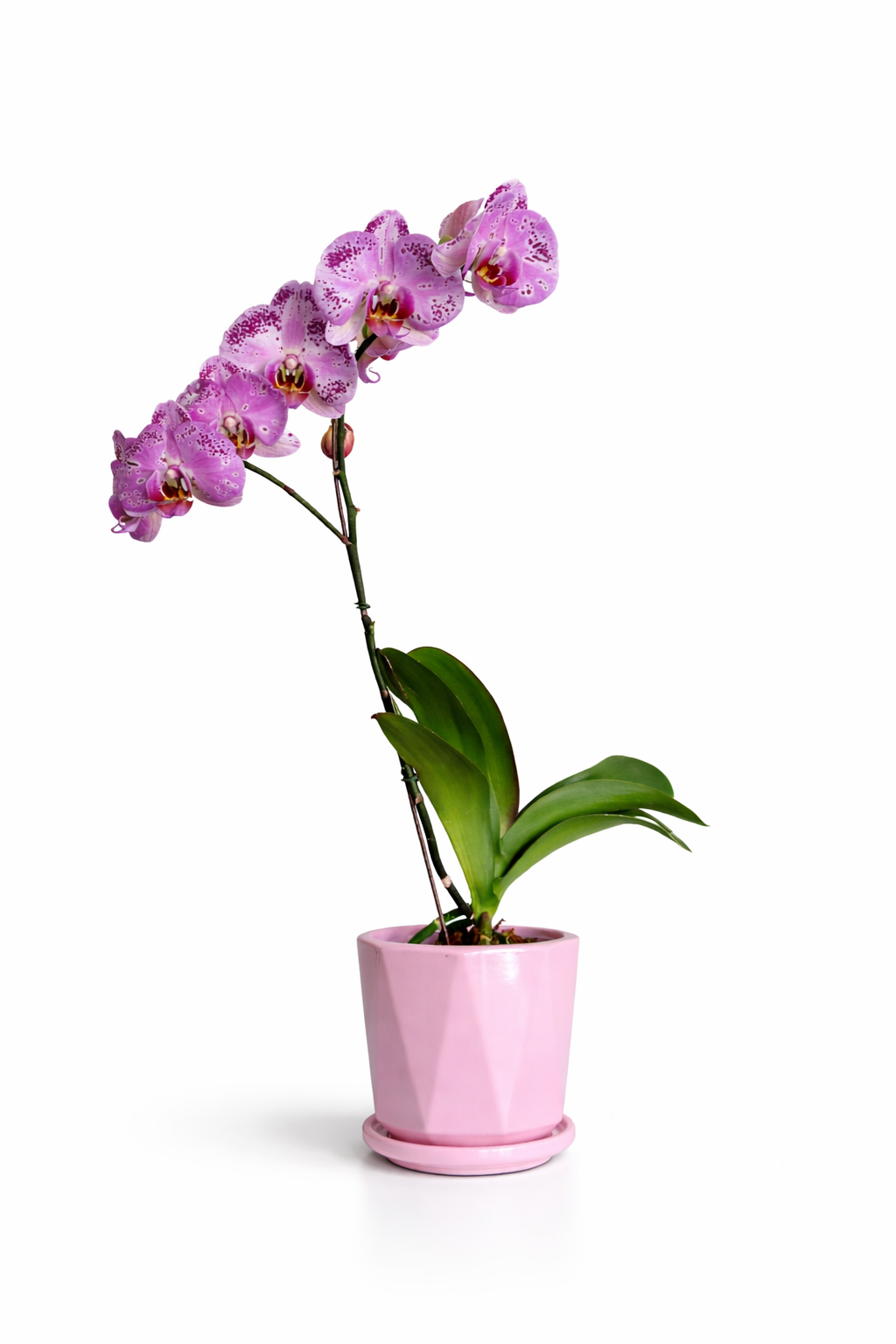 Orquídea Rosa Premium