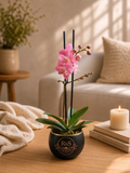 Orquídea Aurora Rosé