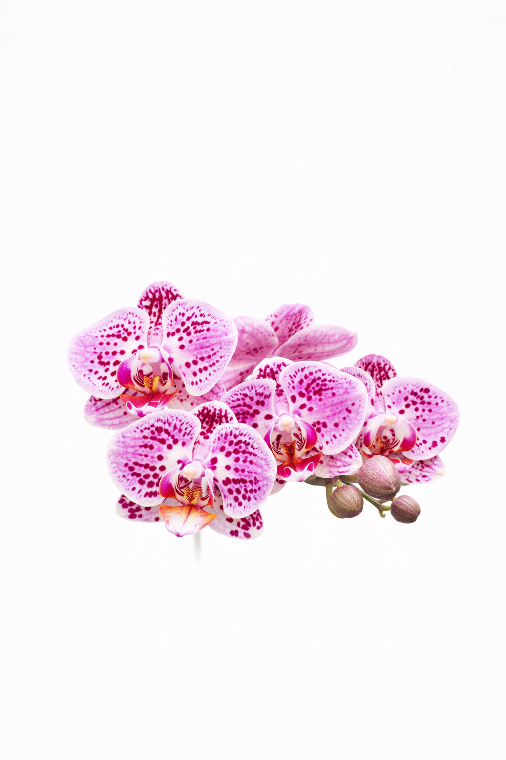 Orquídea Ébano Rosé