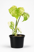 Monstera White Monster
