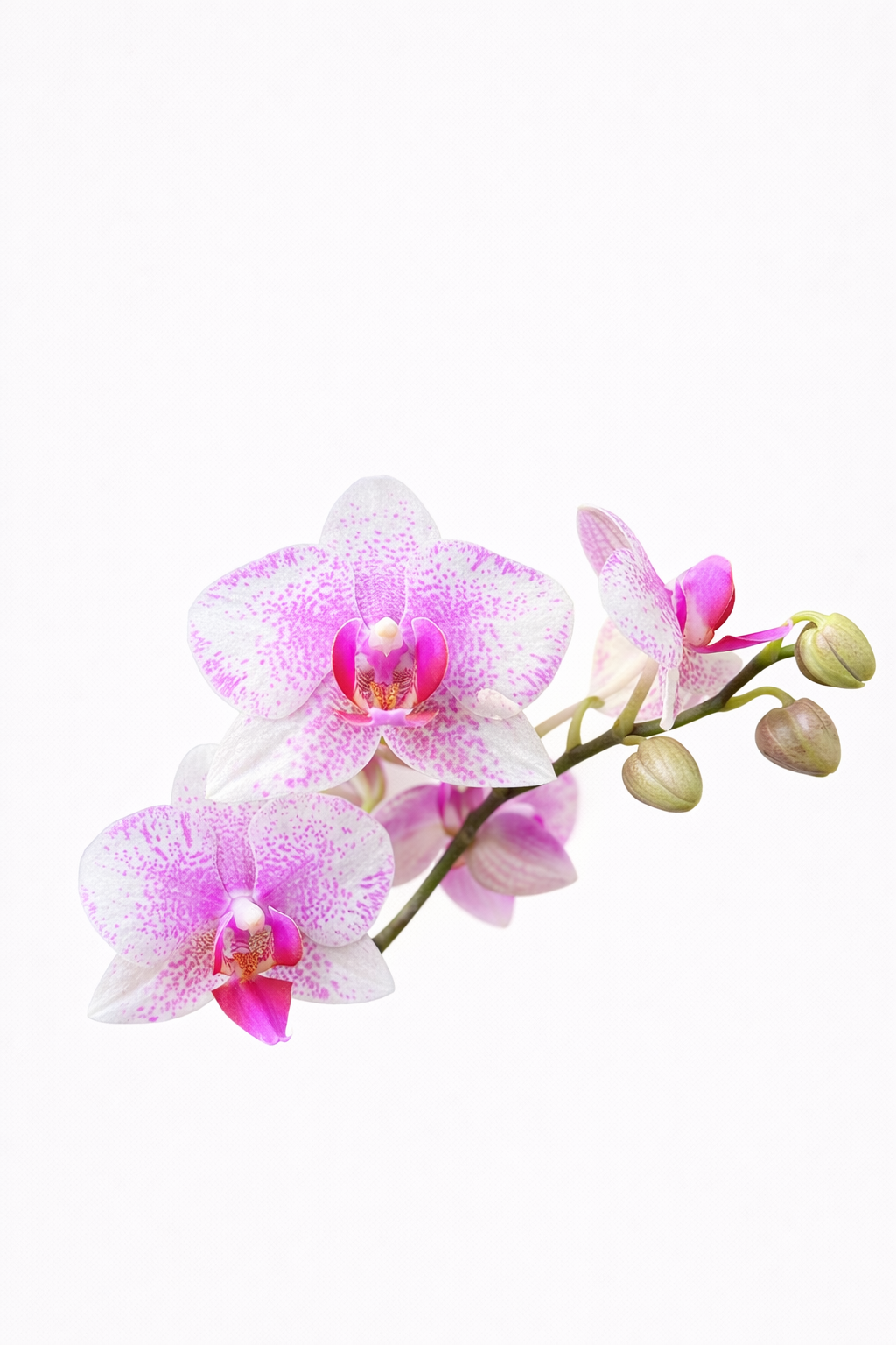 Orquídea Rose