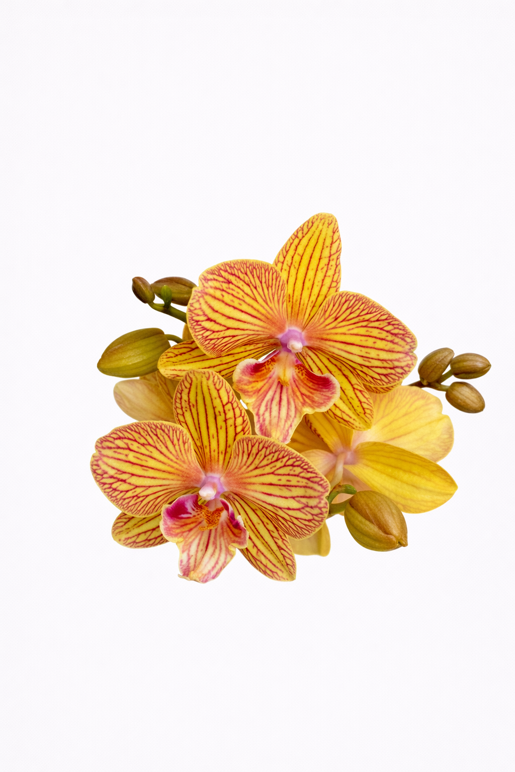 Orquídea Dorada Signature