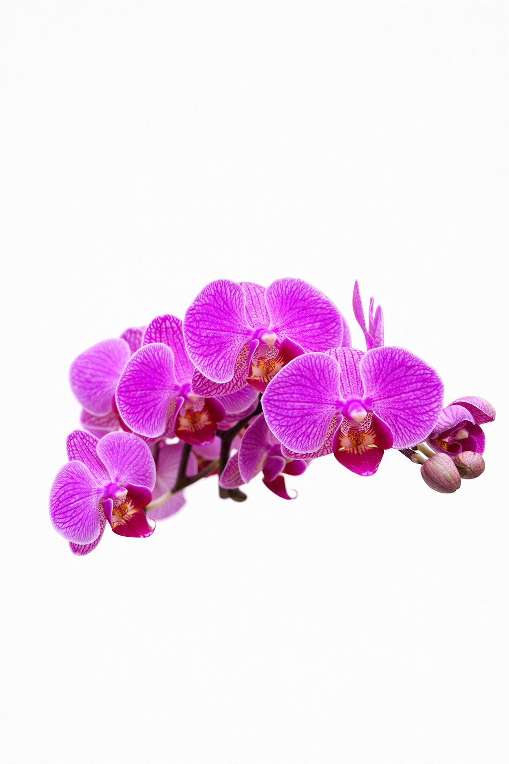 Orquídea Fucsia