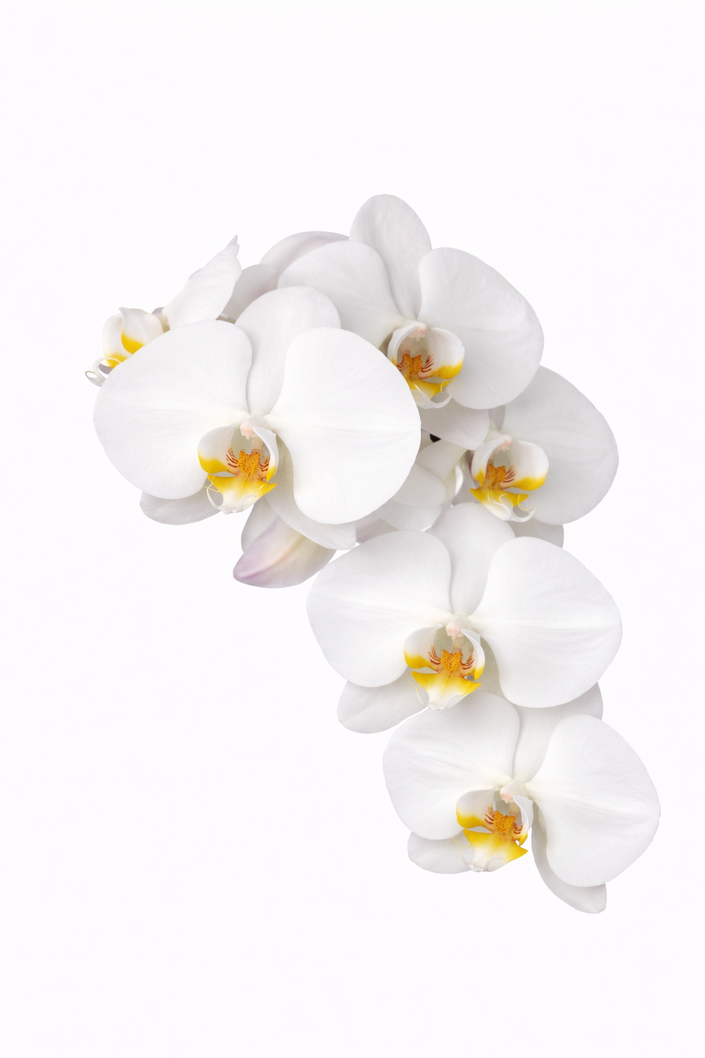 Orquídea Blanca “Pureza”