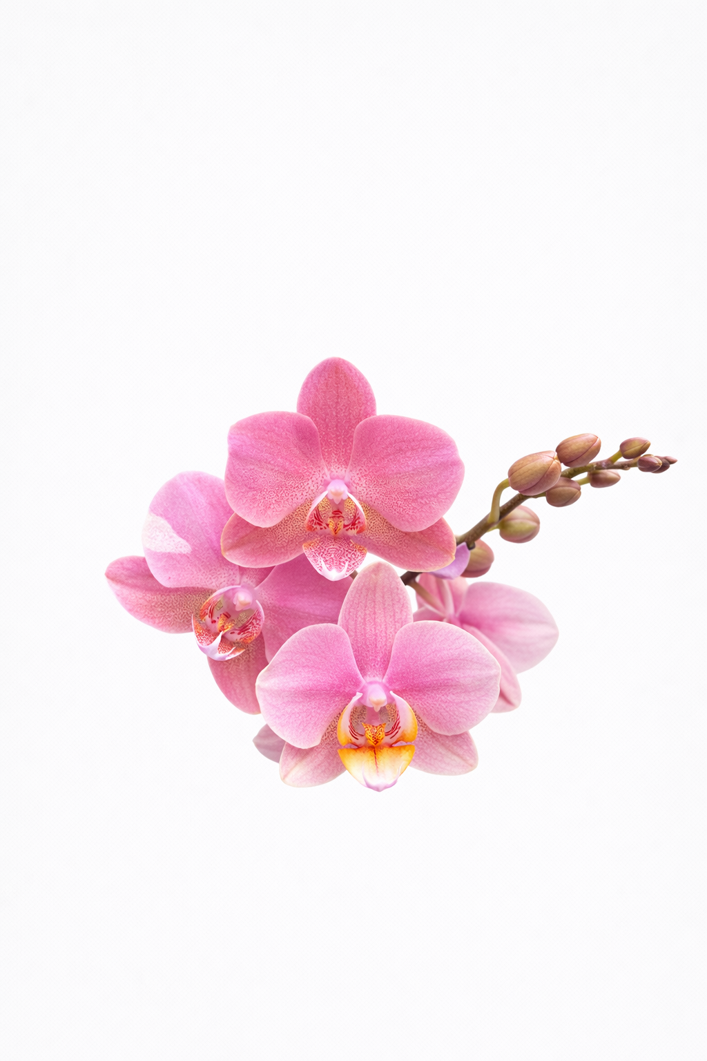 Orquídea Aurora Rosé