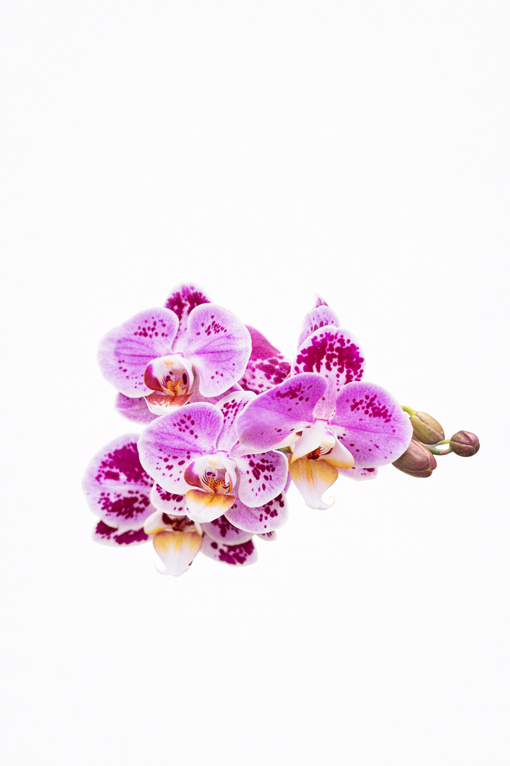 Orquídea Velour