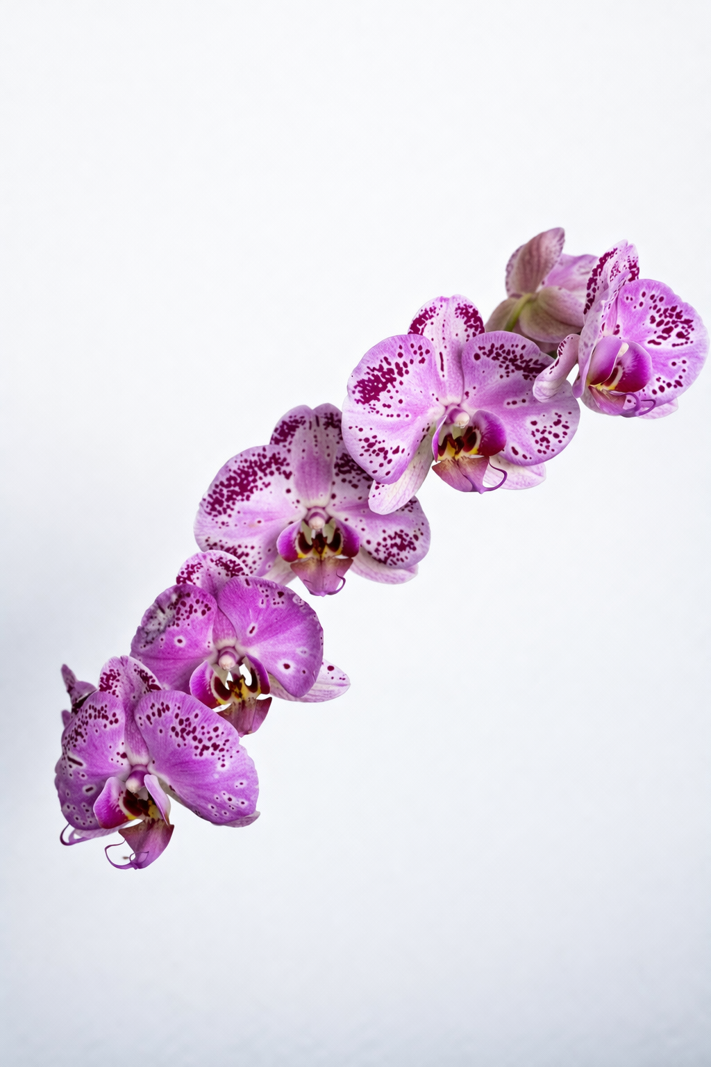 Orquídea Rosa Premium