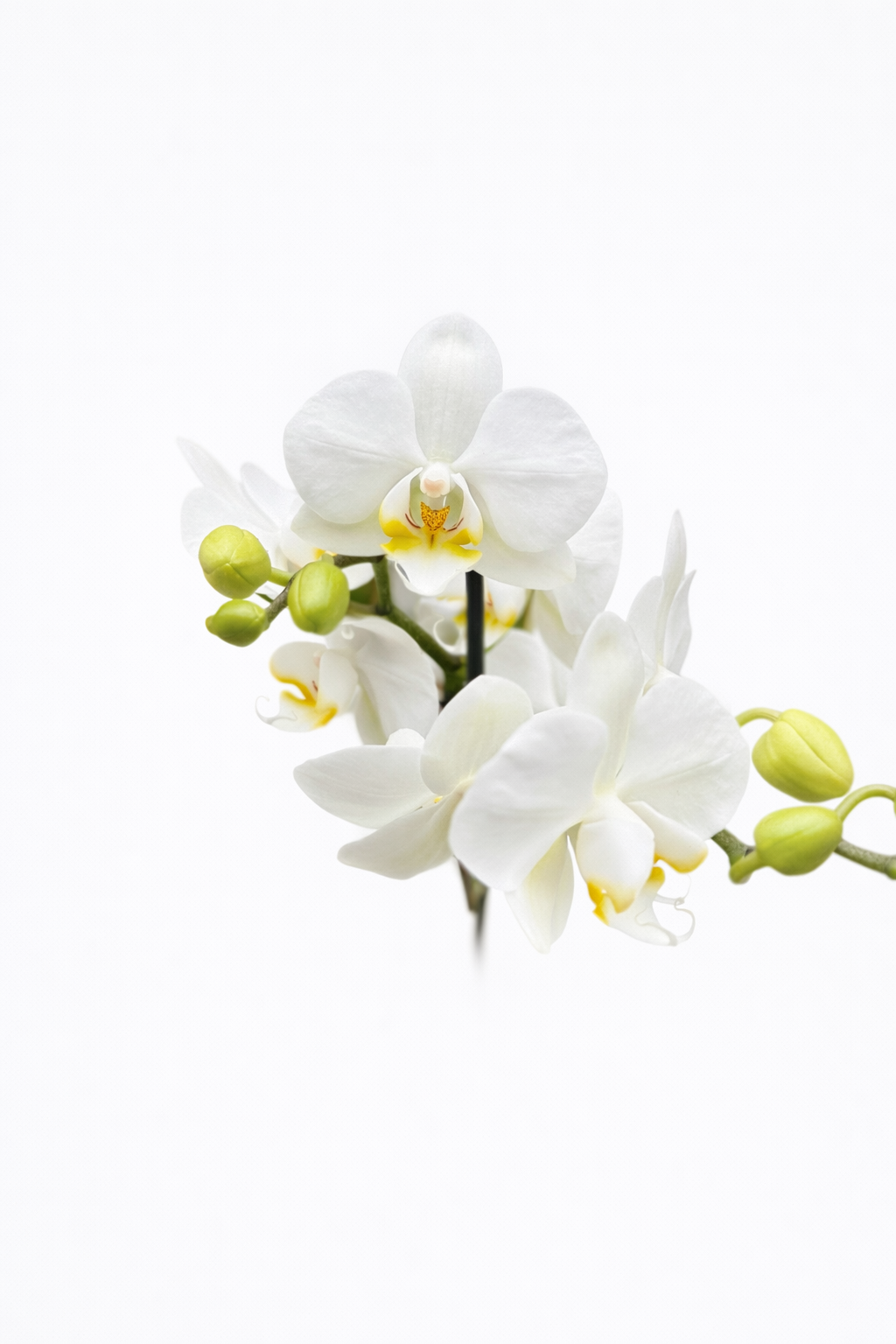 Orquídea Blanca
