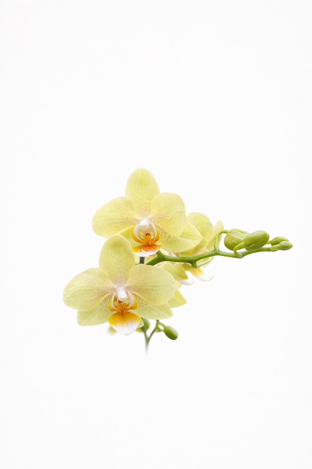 Orquídea Lumière