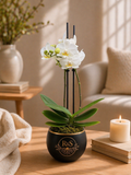Orquídea Blanca