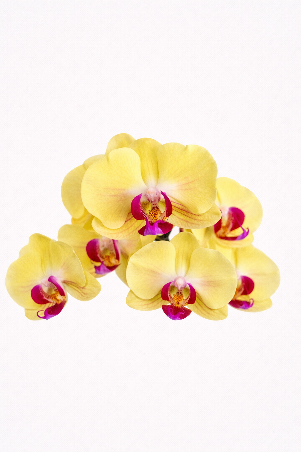 Orquídea Áurea