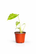 Monstera Bulbasaur