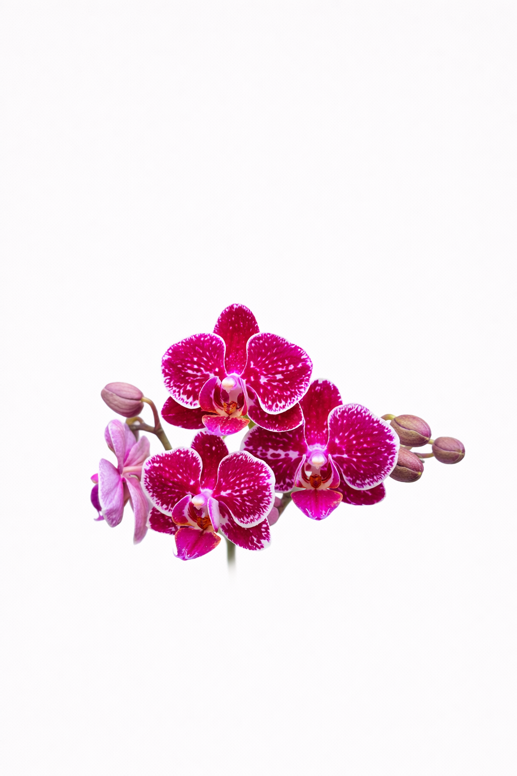 Orquídea Crimson