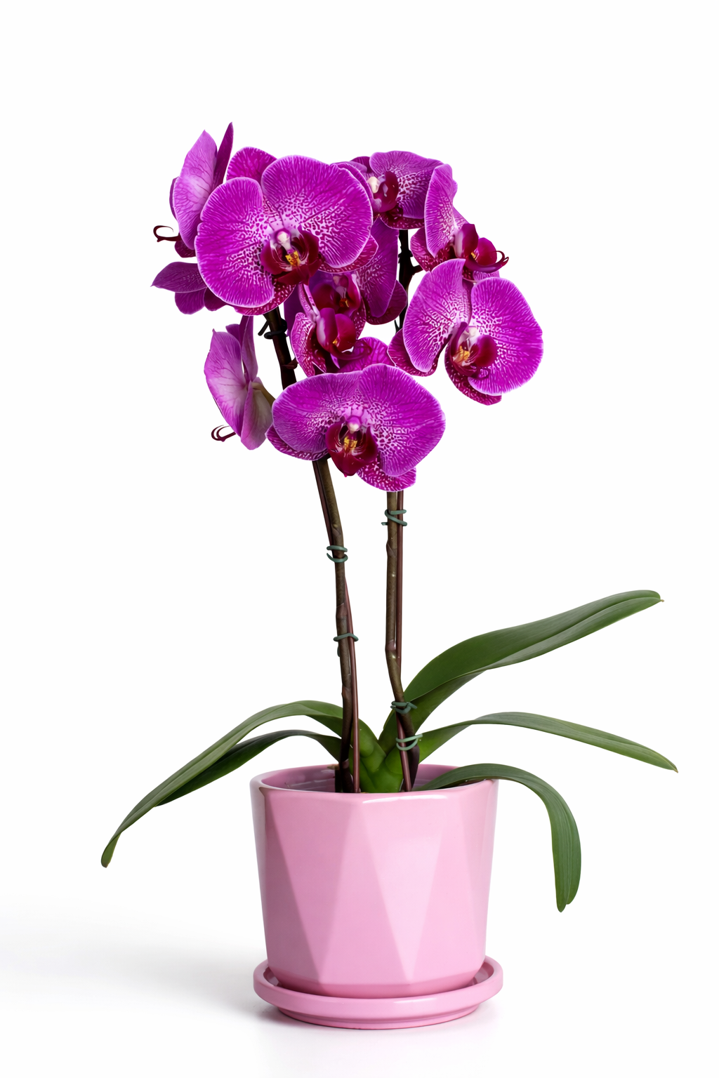 Orquídea “Sueño Fucsia”