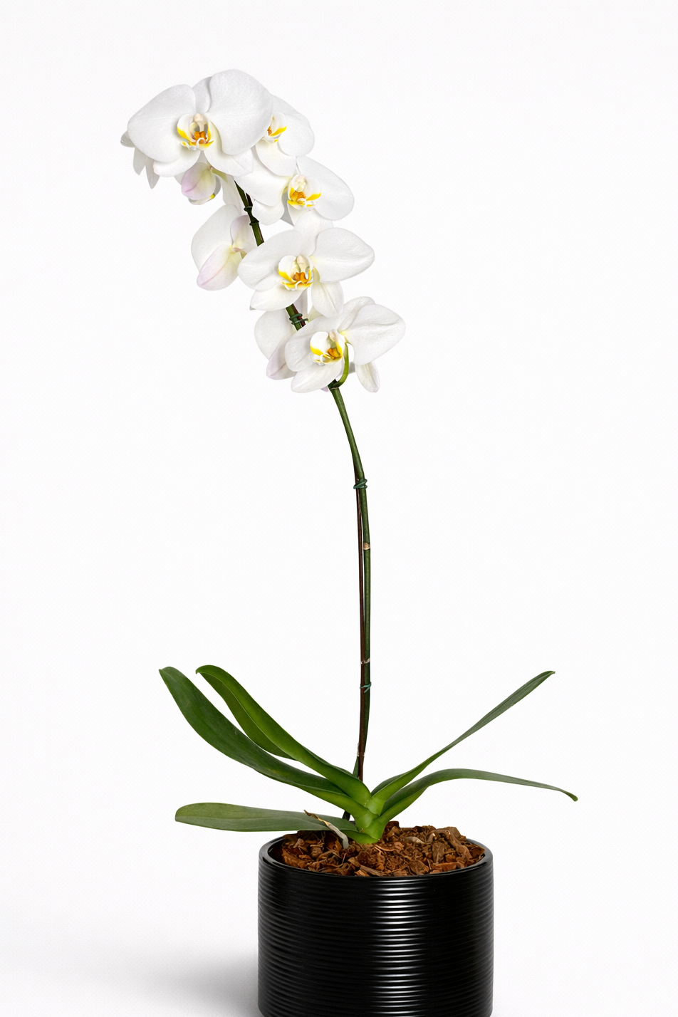 Orquídea Blanca “Pureza”