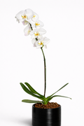 Orquídea Blanca “Pureza”