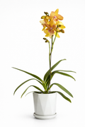 Orquídea Dorada Signature