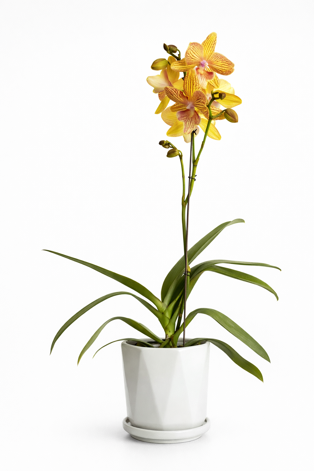 Orquídea Dorada Signature