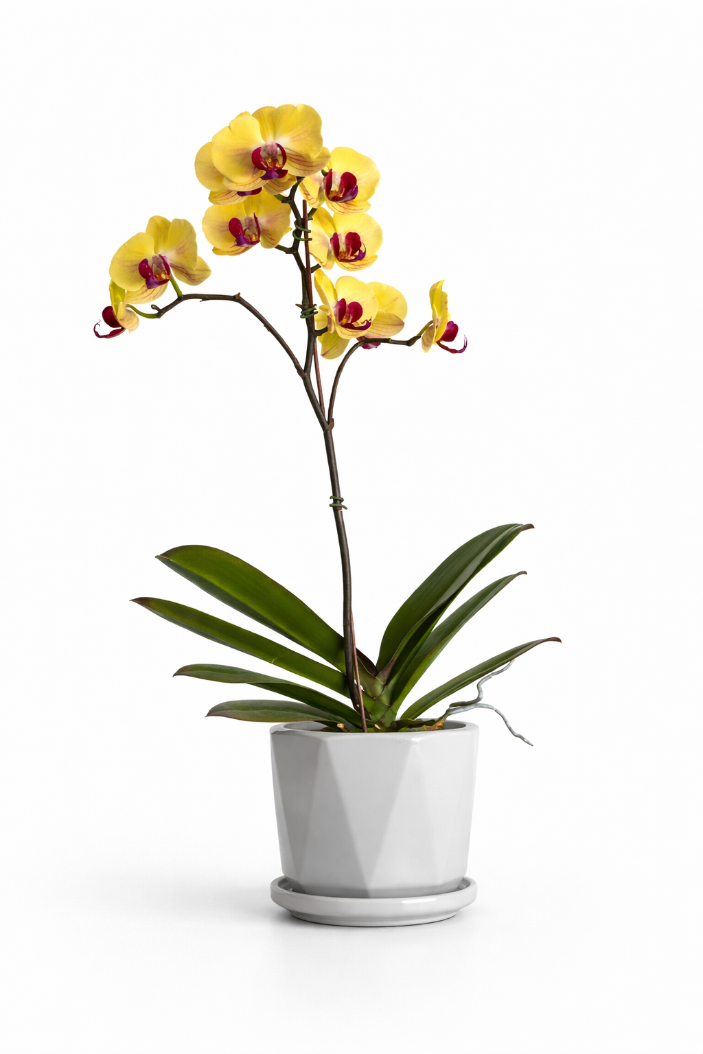Orquídea Áurea